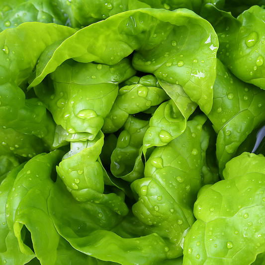 LAITUE ET VINAIGRETTE DES MAISONS ⋅ 5-6 personnes